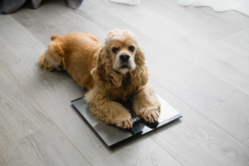 Dog scale for pet health monitoring, Cocker Spaniel weighs on digital weighing system, indoor pet care.