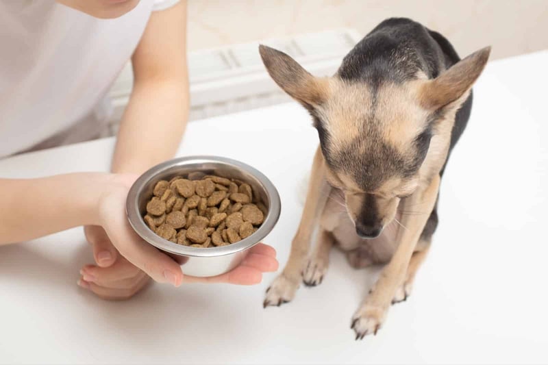 Dog eating nutritious dry food from bowl, healthy pet nutrition, professional pet care services.