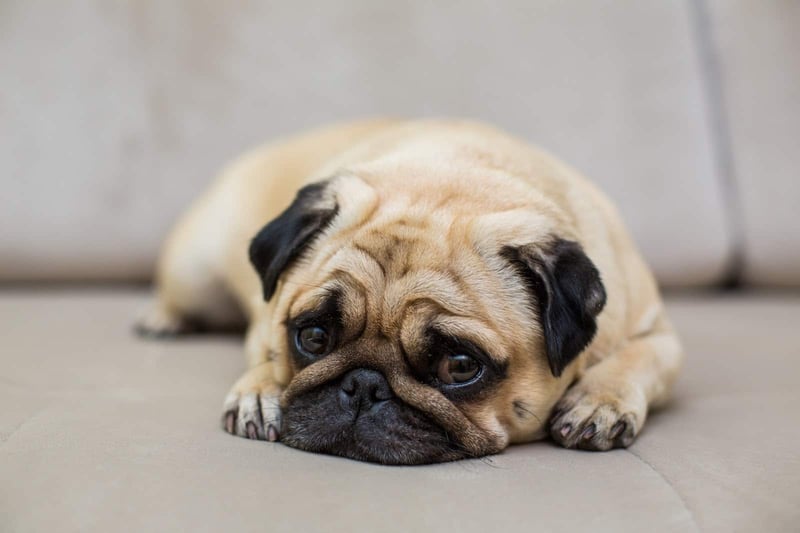 Adorable Pug puppy resting on a cozy sofa, highlighting dog care and comfort.