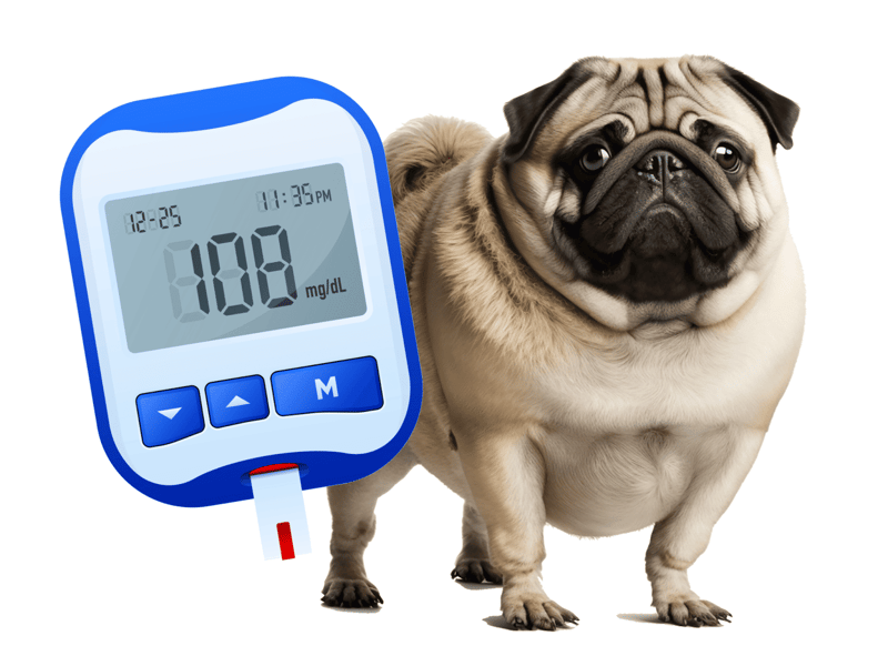Adorable pug dog next to a digital blood sugar monitor displaying 108 mg/dL.