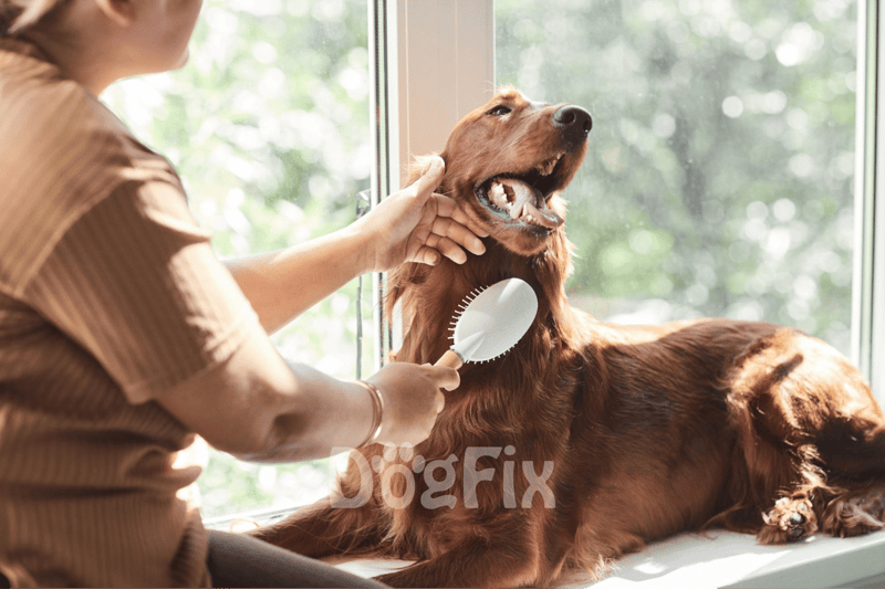 Remove loose fur with grooming brush on a dog during grooming session.