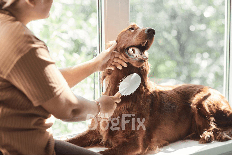 Dog grooming and brushing services for active dogs, ensuring healthy coats and skin.