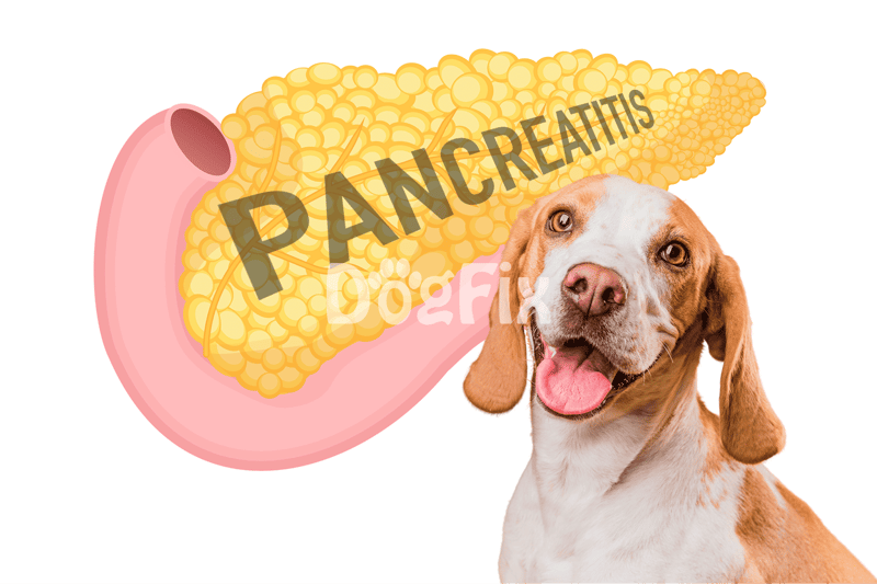 Healthy dog with pancreas illustration, no medical issues, dog health care.