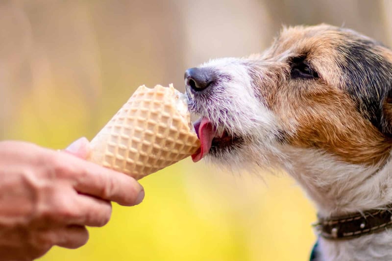 Dog licking ice cream cone outdoors.