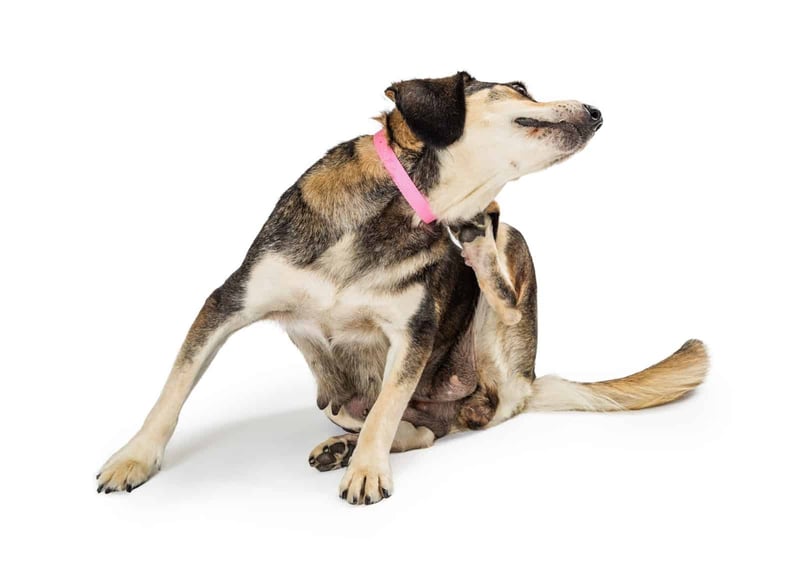 Dog showing playful behavior, sitting and stretching with a pink collar.