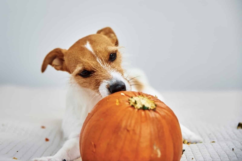 Cute puppy with a pumpkin, perfect for fall and pet nutrition topics.