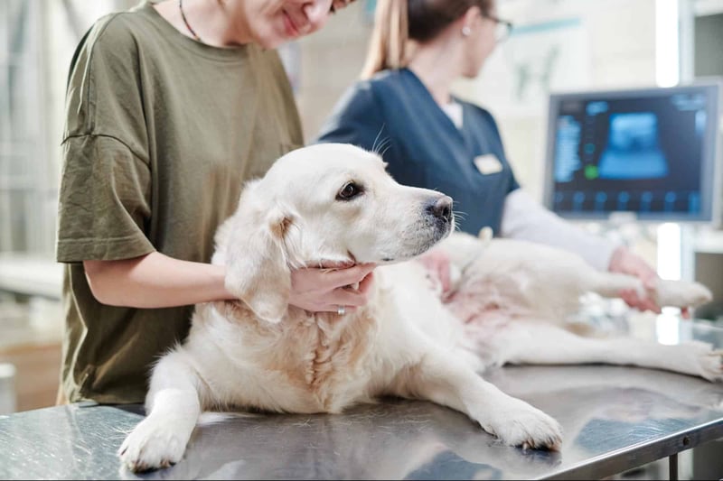 Veterinarian performing ultrasound on a golden retriever dog at an animal hospital.