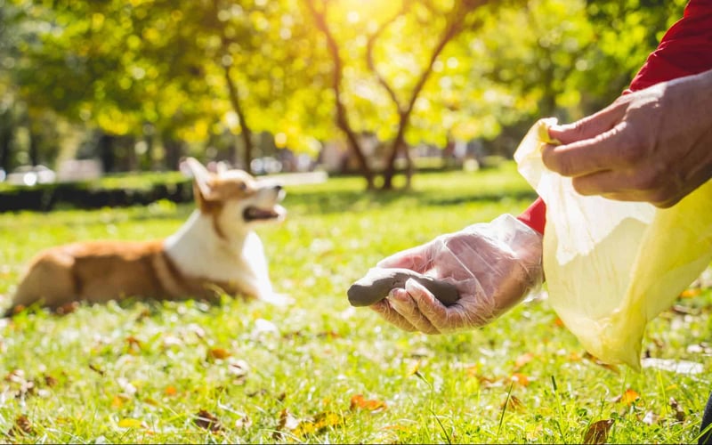 Dog waste cleanup in park environment for pet hygiene safety.