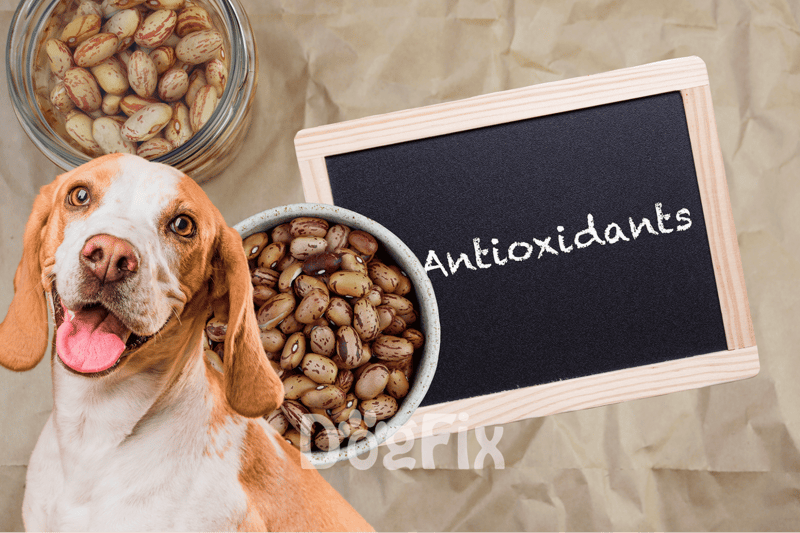 Close-up of happy dog with beans and blackboard showing "Antioxidants".