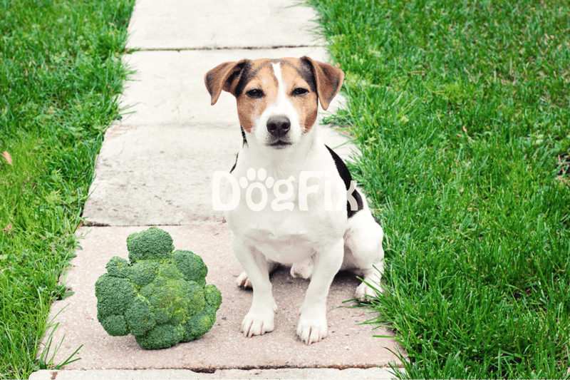 Happy dog sitting outdoors on sidewalk next to fresh broccoli, enjoying a healthy treat.
