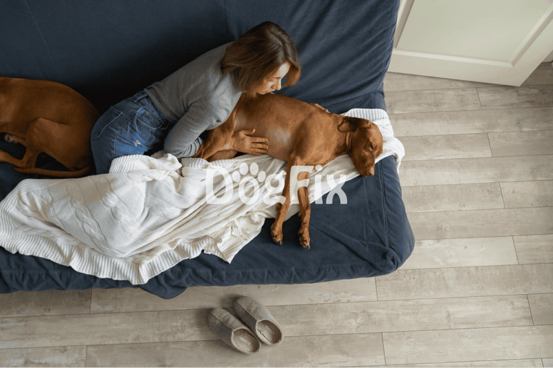 Comfortable dog lying on couch receiving massage from owner.