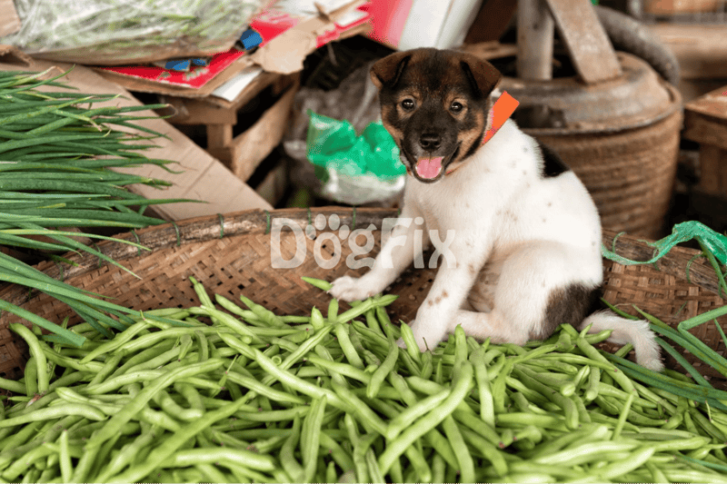 Green Beans