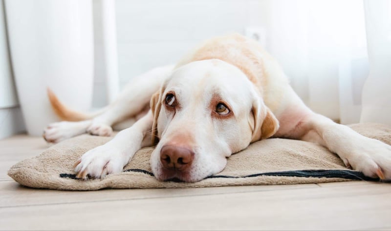 Dog lying on a soft, cozy bed, appearing calm and relaxed outdoors.