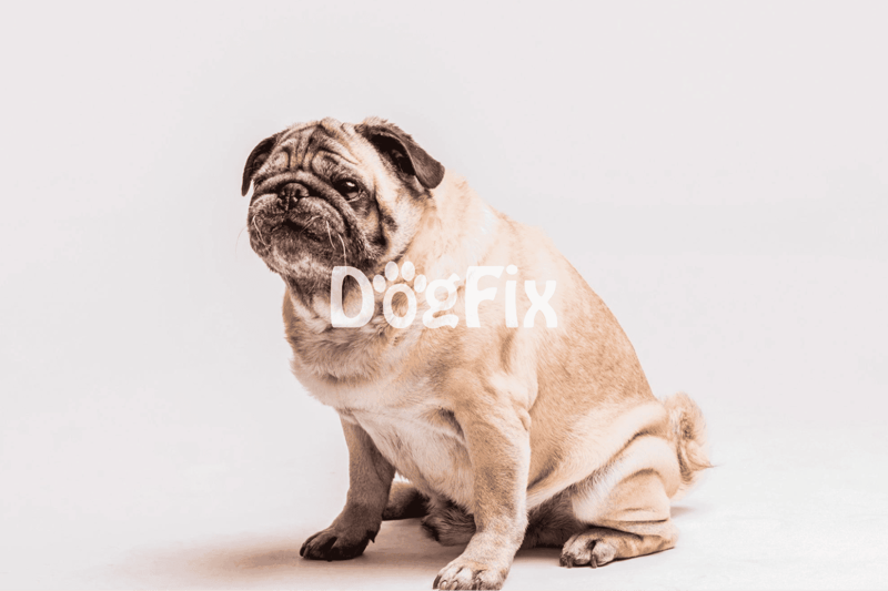 Dog grooming, pet grooming, professional dog grooming services.