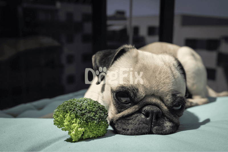 Cute young pug dog lying down with broccoli on bed, dog care, health, and wellness.