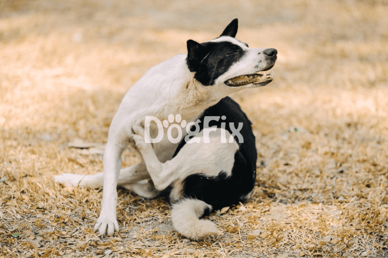 Cute black and white dog playing in autumn leaves, showing joy and energy, suitable for dog grooming, health, and care topics.