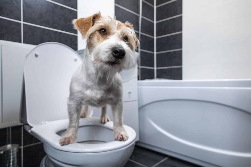 Adorable dog standing on toilet seat in a bathroom setting, looking curious and alert.