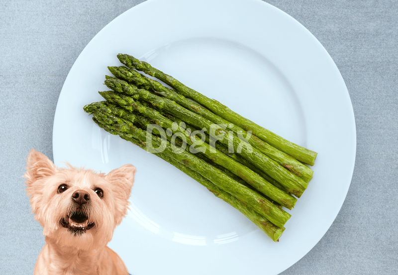 Healthy dog food, fresh asparagus tailored for canine nutrition, on white plate, grey background.