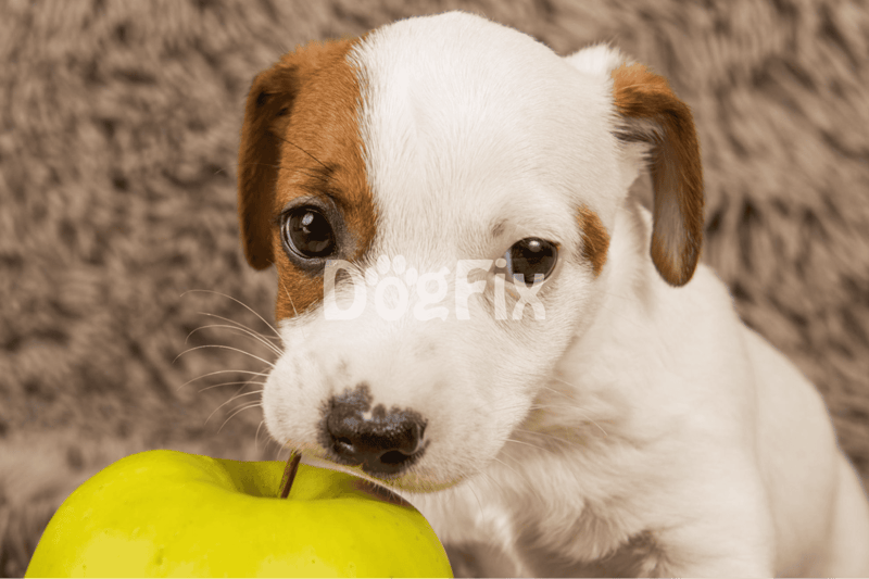 A charming close-up of an adorable puppy with a green apple, highlighting dog care and pet health. Perfect for dog-related content.