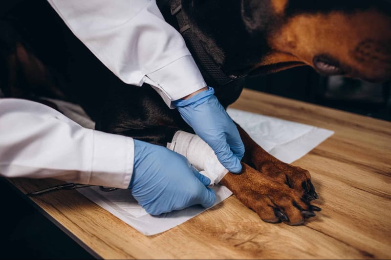 Dog being examined by vet with ultrasound, pet medical checkup, urgent dog health services.