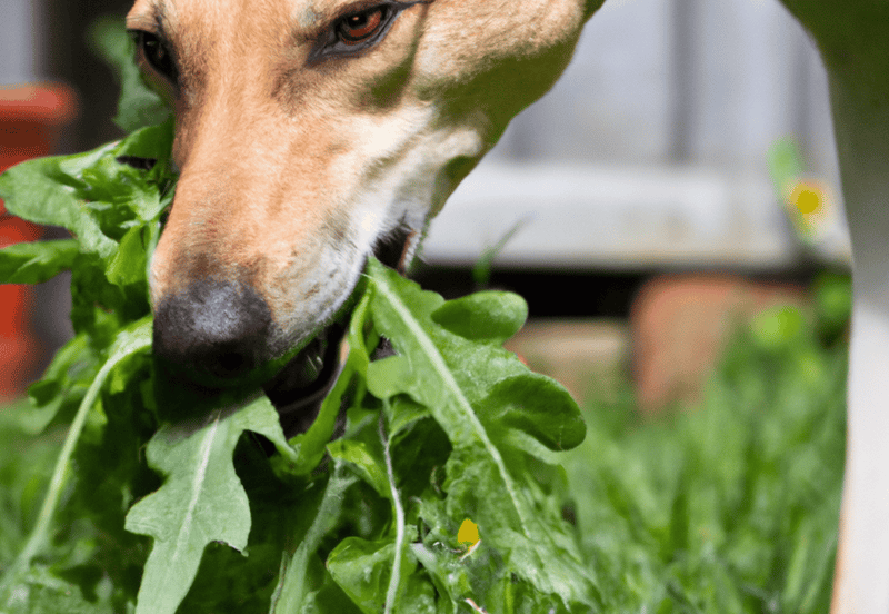 Dog nibbling fresh leafy greens for healthy diet and nutrition.