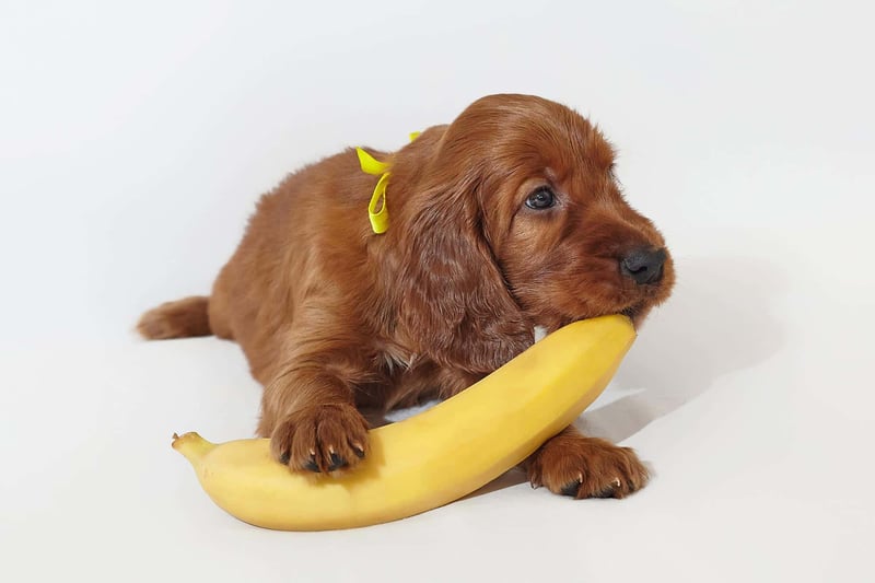 Bananas
