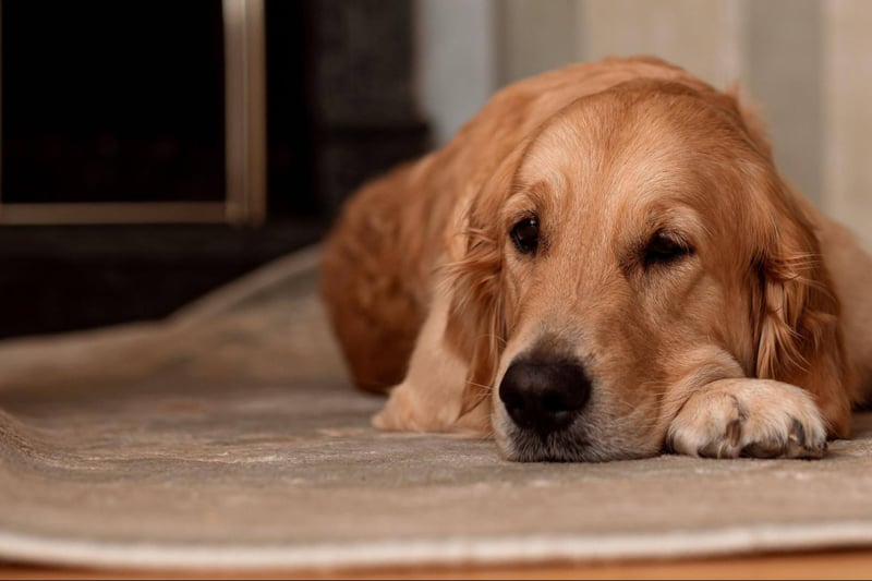 Golden Retriever resting on a beige rug at home, looking relaxed and calm.