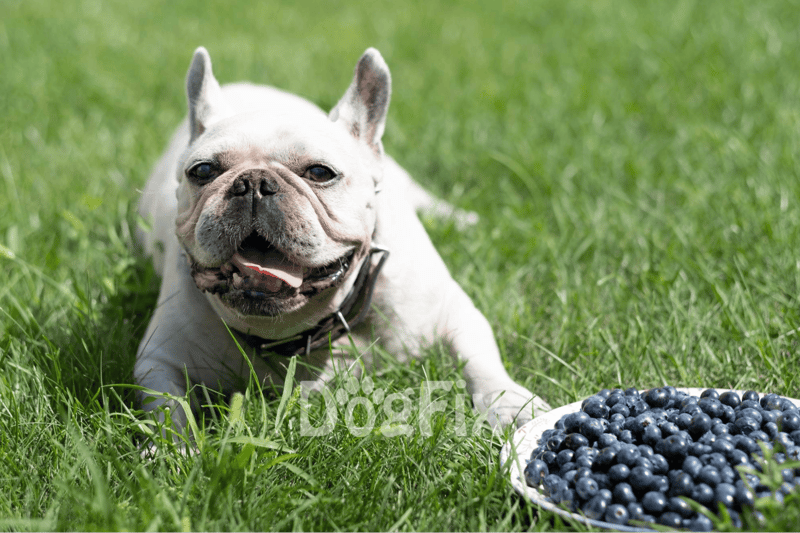 French Bulldog enjoying blueberries in the grass, healthy dog treats, summer outdoor activity.