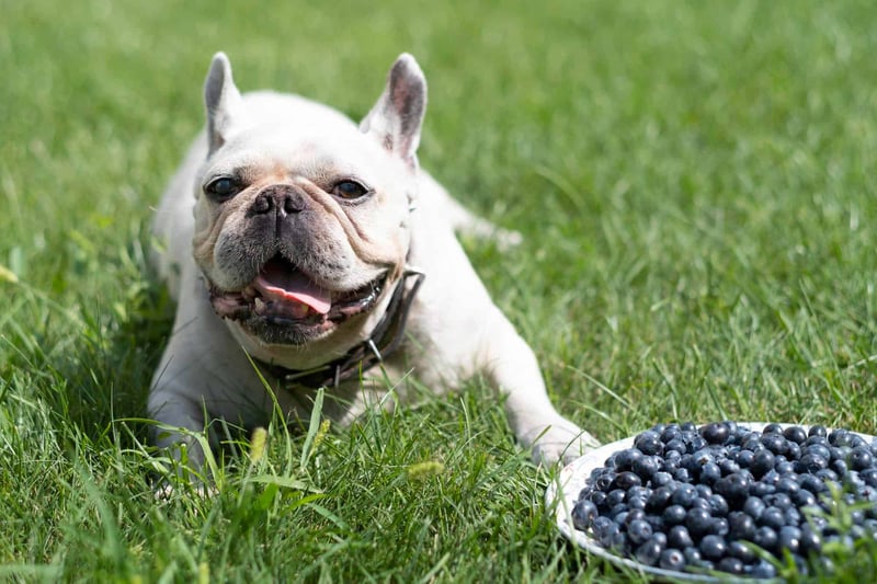 Friendly French Bulldog with blueberries on a plate in a lush green yard.