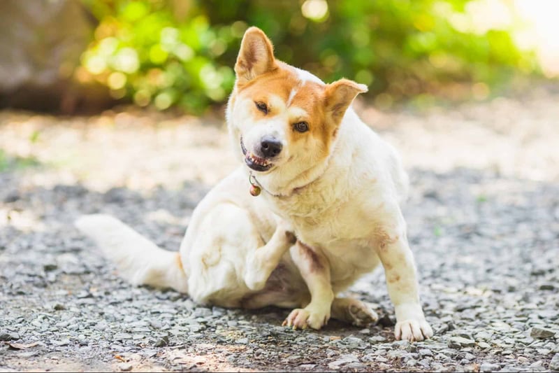 Adorable mixed breed dog sitting on gravel pathway with cheerful expression.
