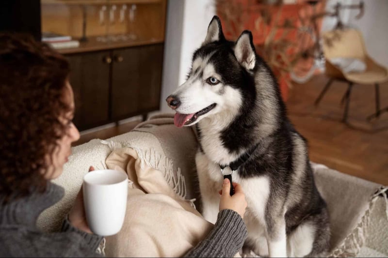 Husky with owner, pet health, companionship.