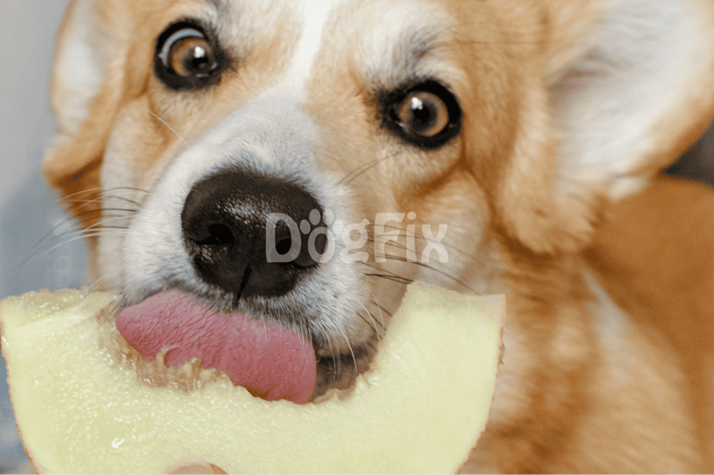 Dog licking melon slice for treats.