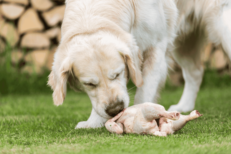 Adorable Labrador Retriever puppy will eating raw chicken outside in the yard. Perfect for dog lovers and pet nutrition.