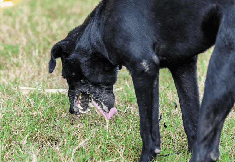 Black dog chewing stick outdoors in grassy area.