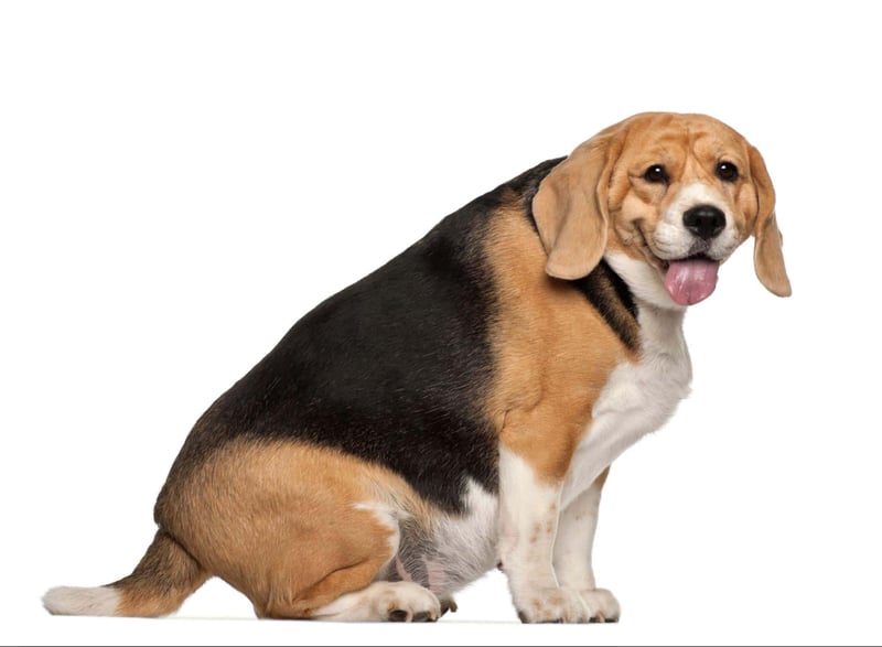 Beagle puppy with happy expression, sitting, promoting dog training and pet care services.