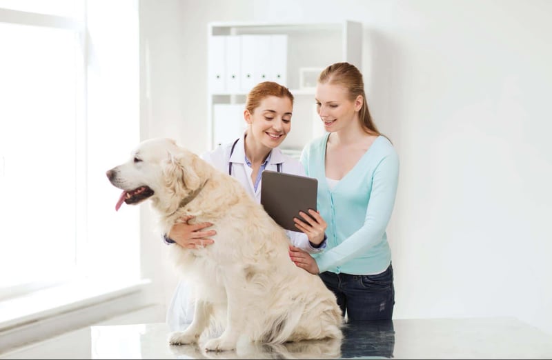 Dog health check and consultation with a veterinarian.