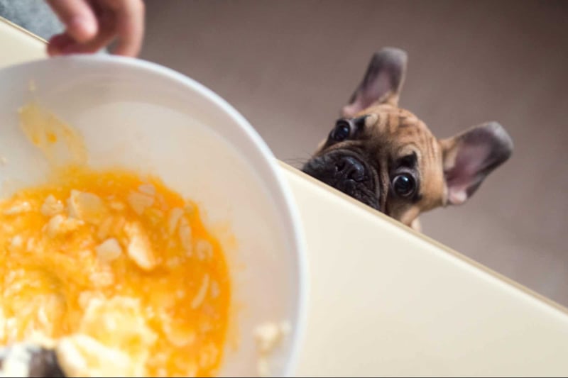 Dog eating, puppy peeking at bowl, nutritious dog food.