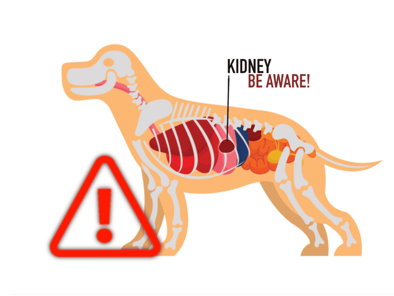 Dog anatomy illustration highlighting kidney awareness and warning signs for pets.
