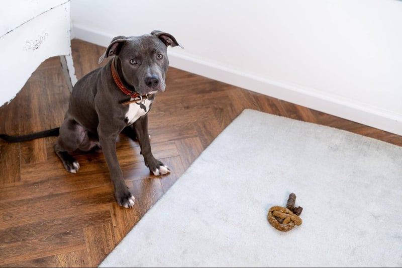 Dog training obedience puppy sitting.