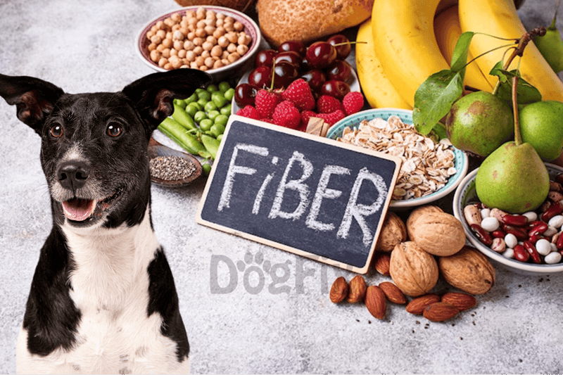 Healthy fiber foods for dogs with Dogfix.