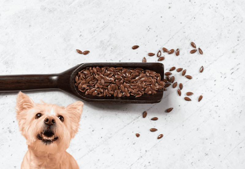 Dog treat with chocolate flakes and a happy dog.