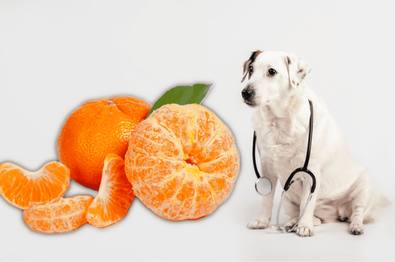 Health Benefits of Cuties for Dogs