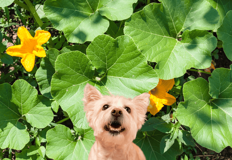 Young, cheerful dog among lush pumpkin leaves and bright yellow flowers.
