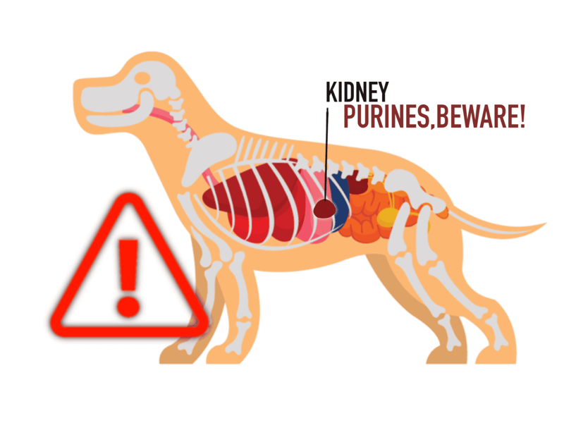 Kidney Failure