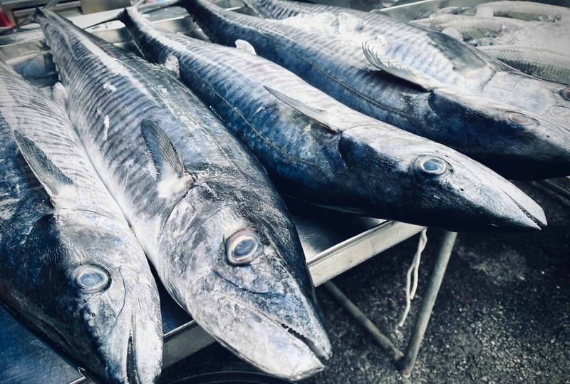 King mackerel
