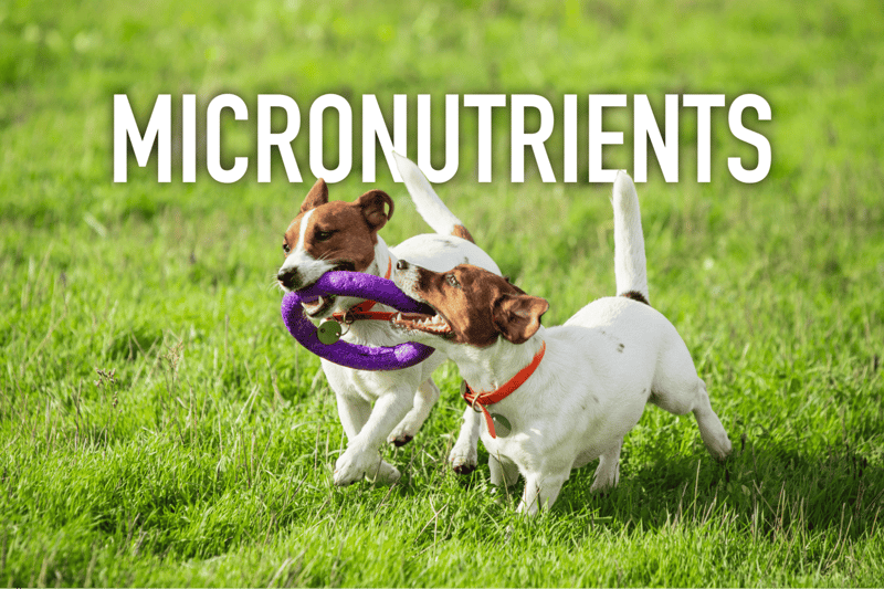 Adorable Jack Russell dogs playing with a purple toy on a lush green lawn.