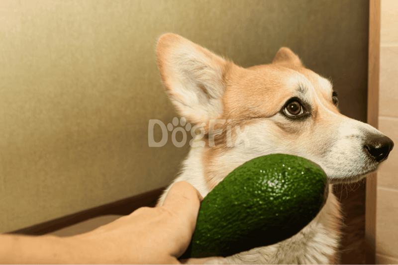 Moderation, the Key to Avocado Indulgence!