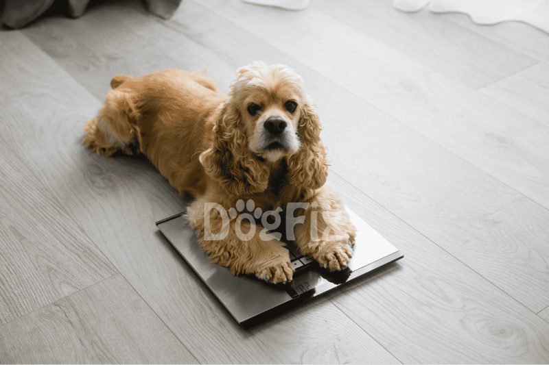 Cute Cocker Spaniel dog lying on digital weighing scale.