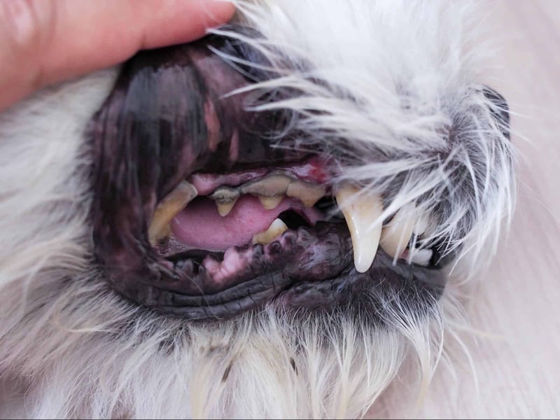 Oral Health Problems