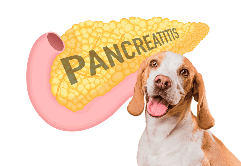 Pancreatitis
